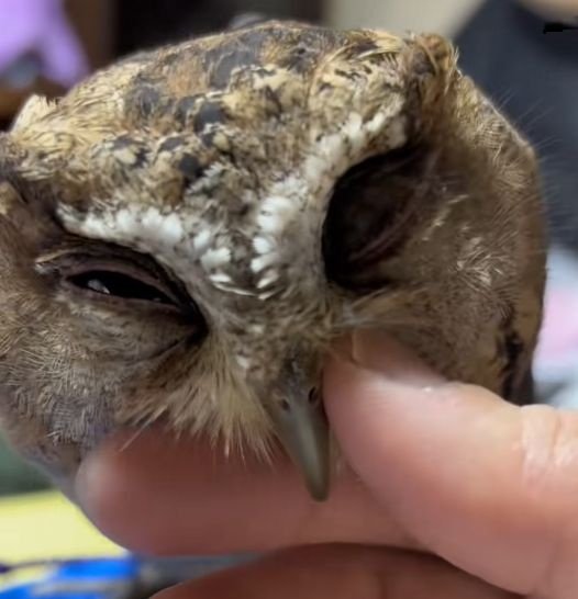 【リラックス中のフクロウ】撫でられるとリラックスしちゃう！甘え上手ながかわいいと話題に！