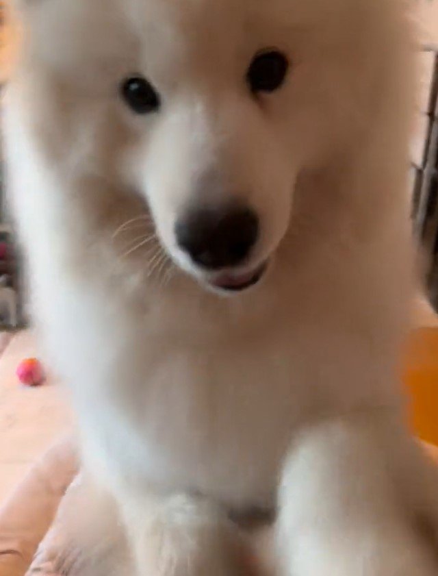 出所：@samoedsoran