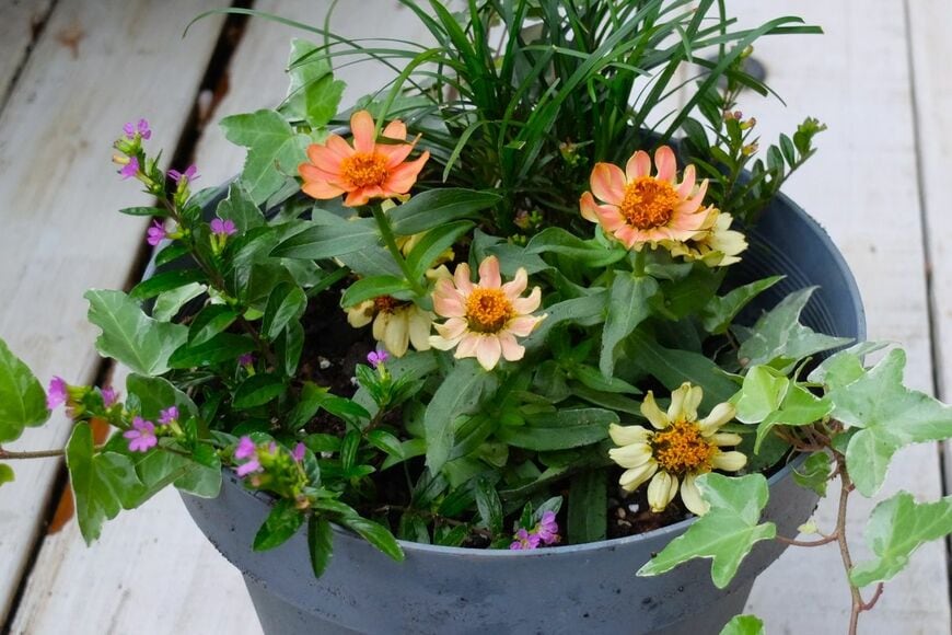 寄せ植えの完成図