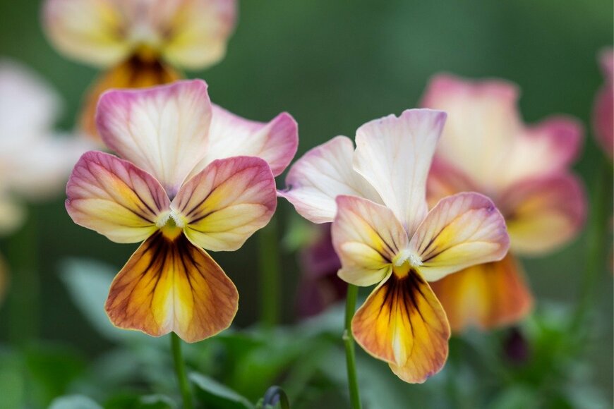 ouchi_iro/istockphoto.com