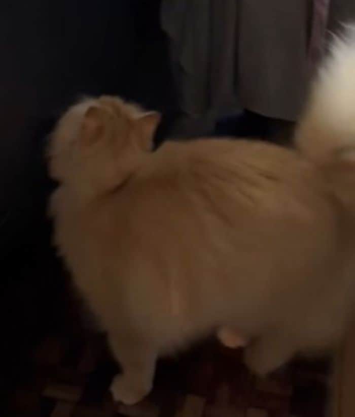 マグロがほしい猫がとった「ママへのアピール」　親子みたいな光景が12万再生