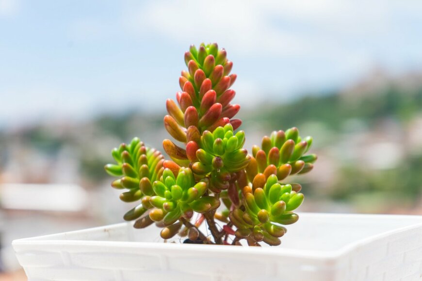 Nilton Diaz/shutterstock.com