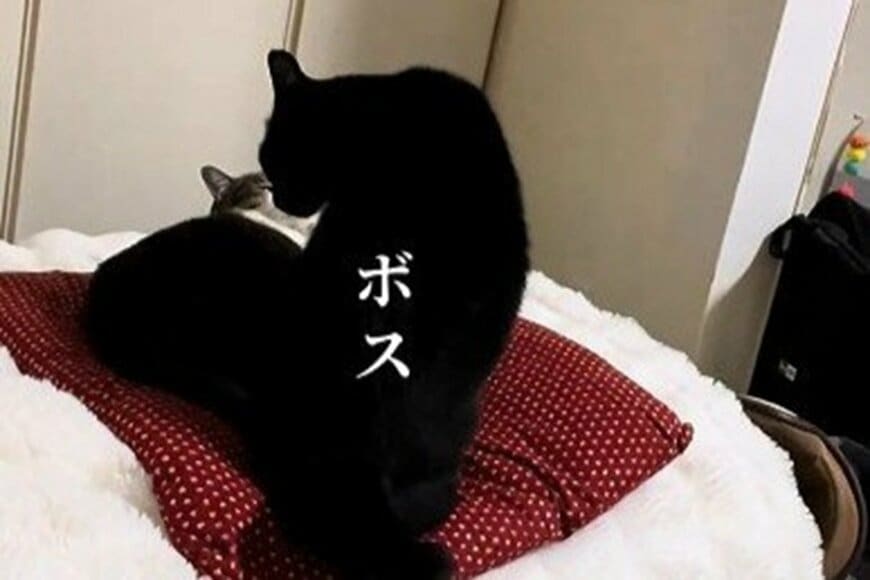 妹猫が寝ている場所で寝たくなった「ボス猫」を隠し撮り…　2匹の人間味溢れる行動に「みんな賢くて優しい」
