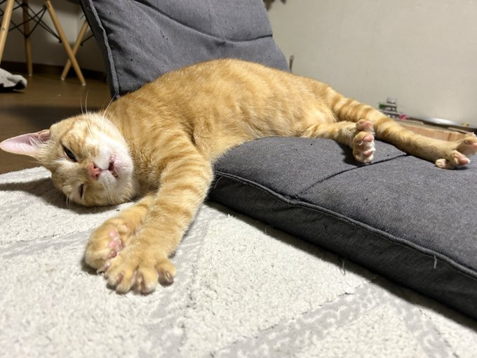 出所：@Beercat_Ana_Dar