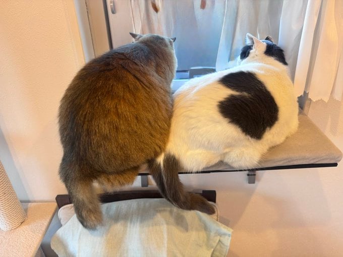 出所：@onigiri_kuri