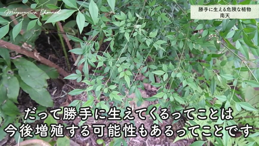 出所：@miyuki.garden