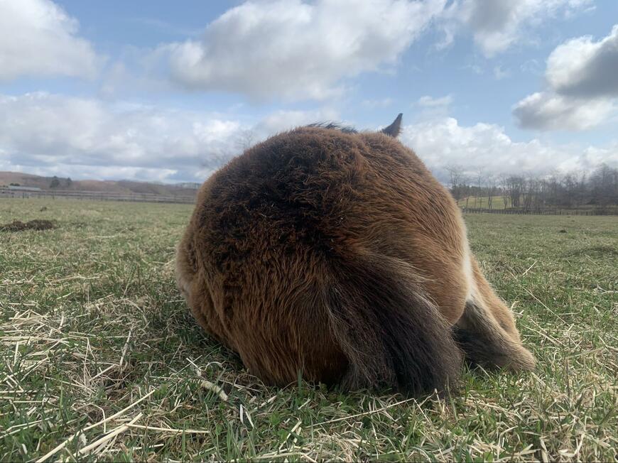 出所：白井牧場