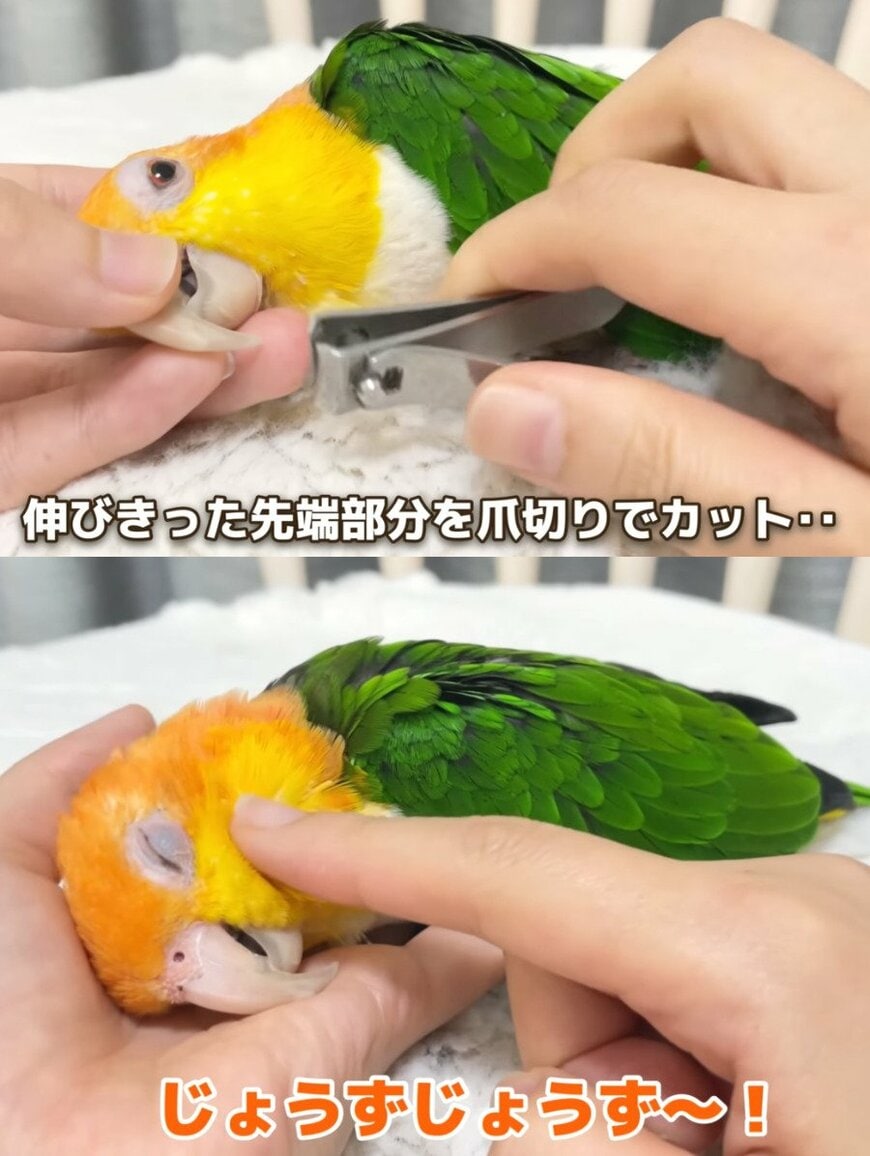 出所：@anz_omomiri