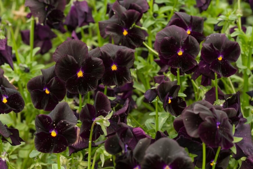 Cosmin Manci/shutterstock.com