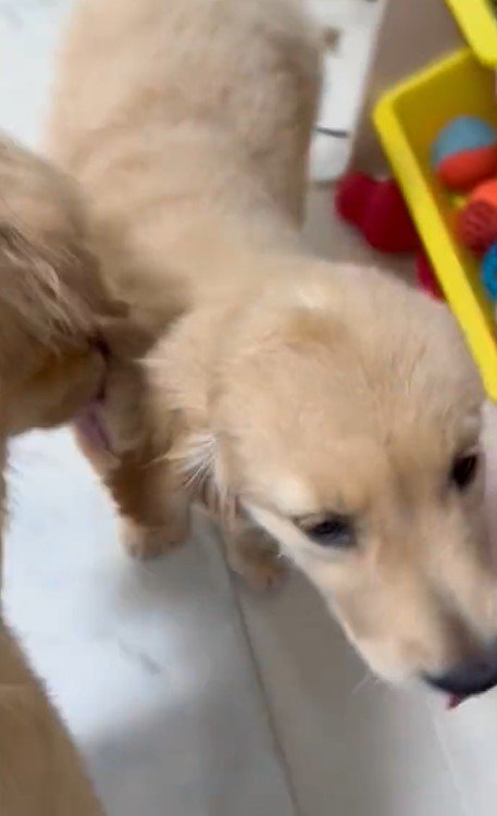 出所：@pu_channeldesu