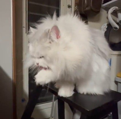 出所：@NEKOLAND13