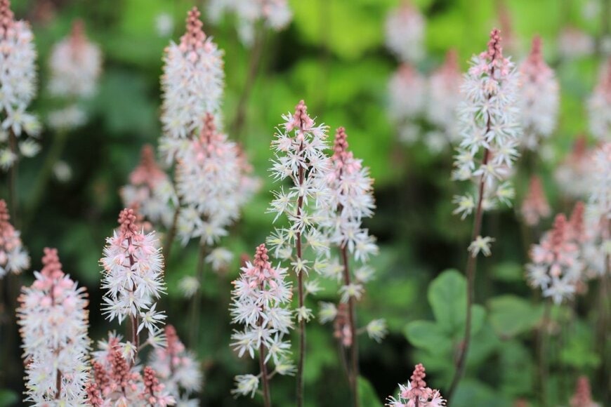 【狭い庭でも植えっぱなし】コンパクトに育つ《秋植え多年草・球根植物》10選！日陰向きの植物も