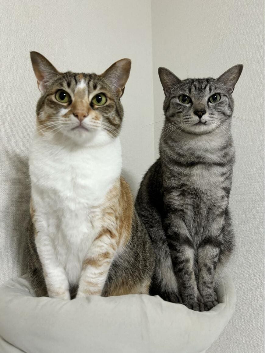 出所：@totomaru_hanmi