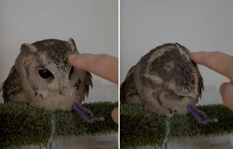 出所：@purinon2929k