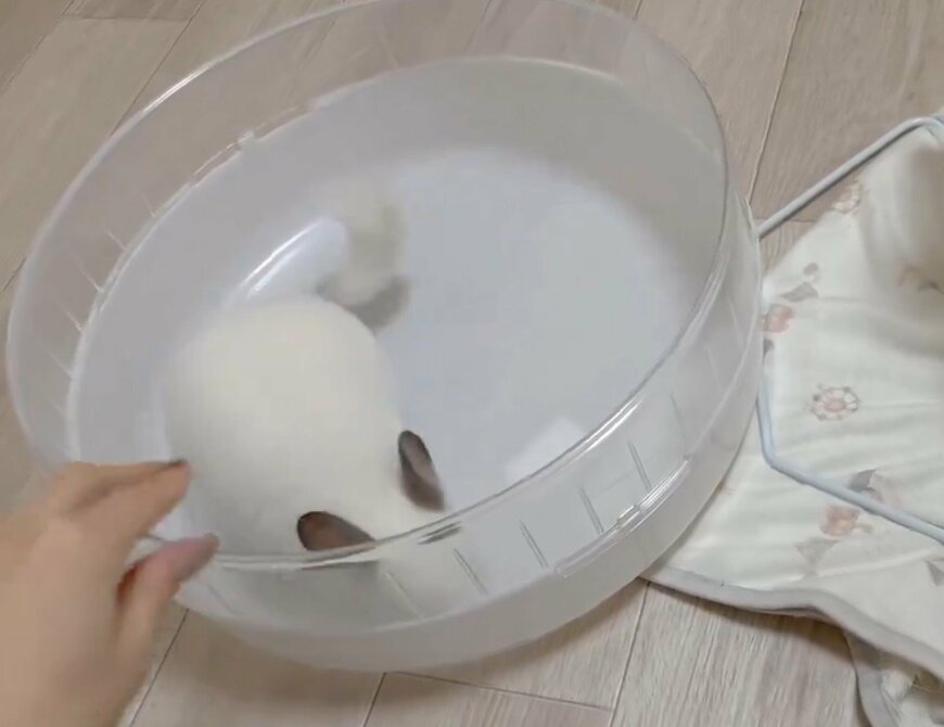 チンチラと回し車