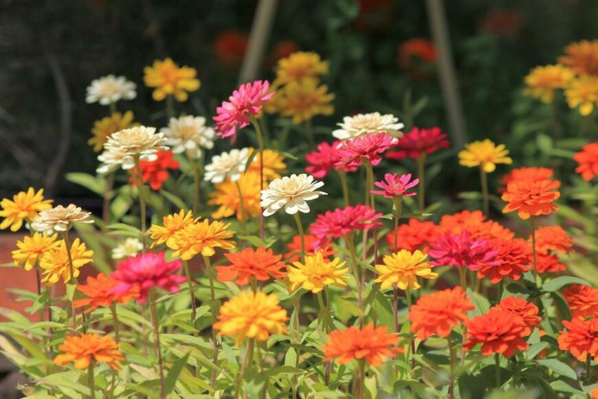 黄色、オレンジ、白など色とりどりのジニアの花