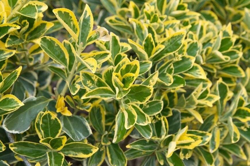 緑色の葉の縁に黄色い模様が入ったマサキの葉