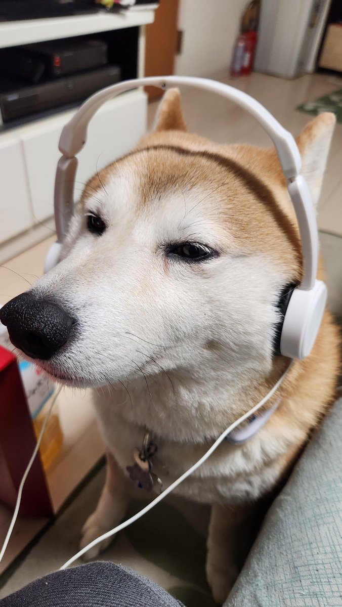 雷の音を怖がる柴犬