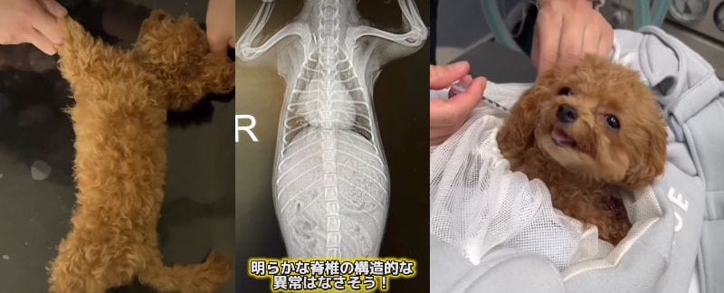 レントゲン撮影をし、消炎鎮痛剤の注射をされているトイプードル