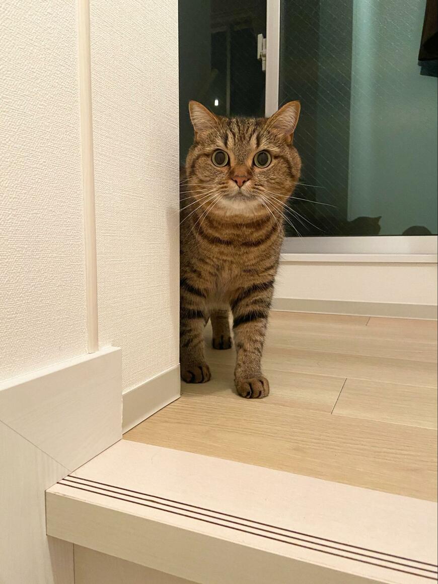 飼い主を見る猫