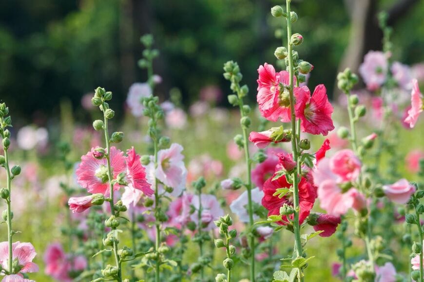 赤やピンクの花を咲かせている、タチアオイ