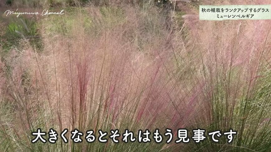 ミューレンベルギア