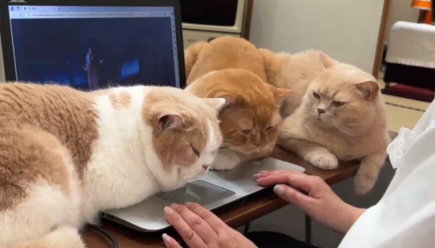 3匹の猫