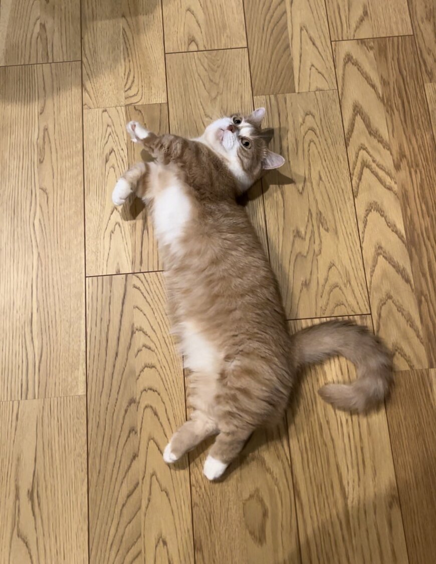 くるくるしっぽの猫