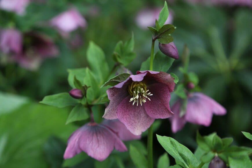 深いワインレッドの花を咲かせている、クリスマスローズ