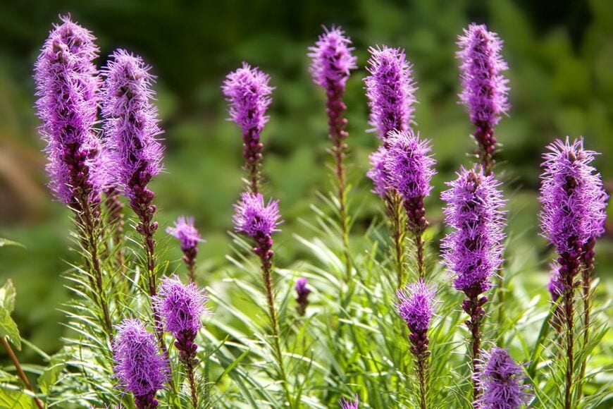 紫のリアトリスの花