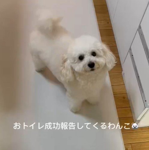 かわいい犬にほっこり