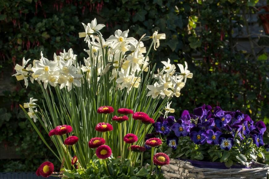 白いスイセン、赤いデージー、紫色のビオラが咲く庭