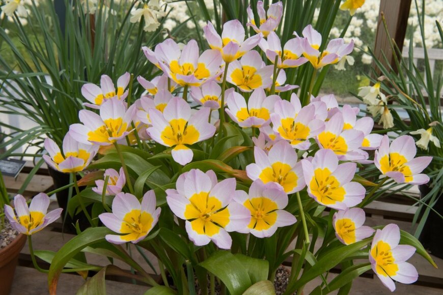 原種チューリップの花が群生している。花弁は薄いピンク、中央部は黄色。