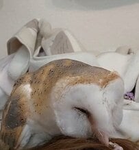 【とっても優しい】おねだりされるフクロウさん　くちばしを使って優しくハムハムしているのは…