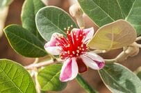 ベランダ庭の【鉢植えシンボルツリー】にも。初夏から長く咲く常緑＆落葉低木3選
