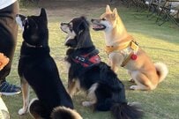 「バグり感半端じゃない」「CGじゃないよね」　体重7kg超えのチワワに思わず目を疑う