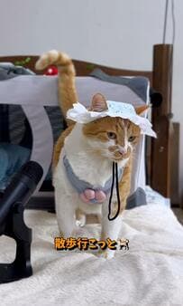 シャンプーハットをかぶってお散歩に出かける猫さん？！支度中の鼻息やおしゃべりもたまらない！と人気