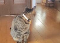 「えっ？テレパシー？」猫が亀を呼び寄せた…？驚きの光景に目を疑う