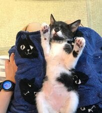 カラスに襲われ瀕死だった保護猫が5年後…名前どおりの立派な「おにぎり」姿へと成長しホッコリ