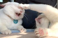 【ニャンでやねん！】ツッコミを入れる猫ちゃんが可愛すぎると話題に！