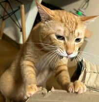 猛獣から一転してしょんぼり顔へ！イタズラがバレた元保護猫のギャップに悶絶