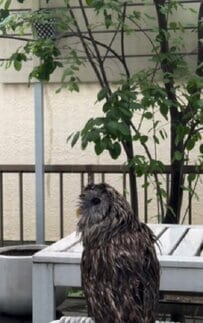 【人によって鳴き声が違うフクロウ】父さん的には「大好き」だから？鳴く姿が可愛い