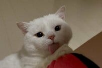 普段は不機嫌そうに見える猫　ふいに見せた「舌ペロで甘える姿」に思わずキュンとしてしまう