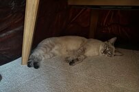 こたつを知ってしまった元保護猫…生後8か月の＜今冬はじめての体験＞が話題