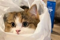 【レジ袋大好き】袋の中が大好きな猫さん　すっぽり収まる様子がかわいすぎる