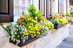 【ガーデニング】初心者はプランター栽培が手軽！上手に育てるコツ＆寄せ植えにオススメの花5選