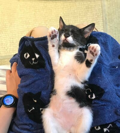 安心しきった寝姿を見せる保護猫