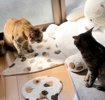 先輩の行動を観察中のリナちゃん（左）