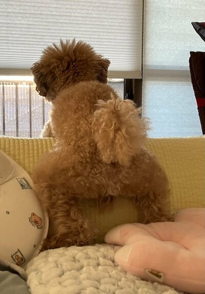 ガニ股で外を眺める犬