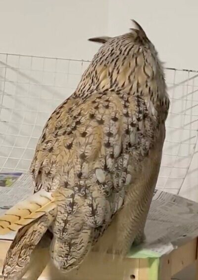 投稿動画のワンシーン